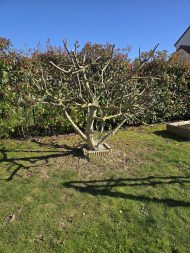 Jardin 2026-03-02 (1)